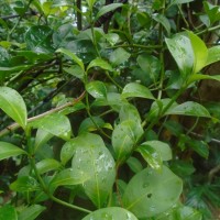 <i>Psychotria sarmentosa</i>  Blume